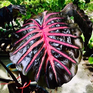 4" Blue Star Fern Plant
